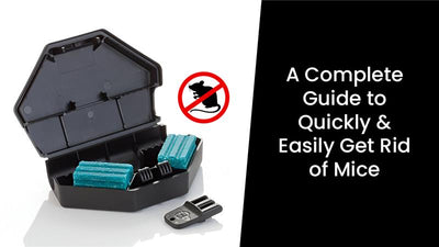 A Complete Guide to Quickly & Easily Get Rid of Mice