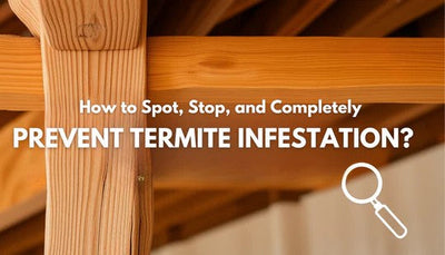 How to Spot, Stop, and Completely Prevent Termite Infestation?