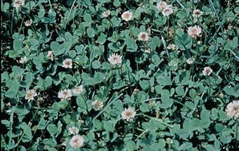 White Clover